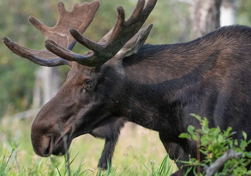 Moose Hunting